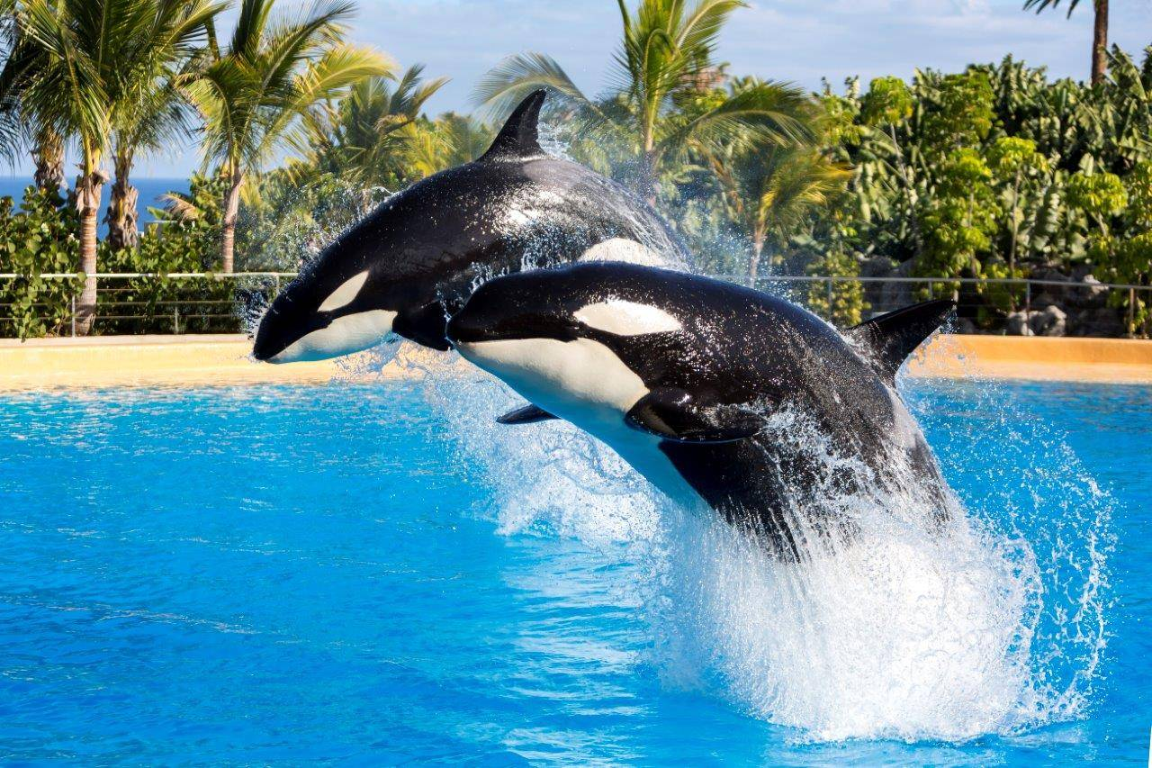 ¿Qué tan peligrosas son las orcas?