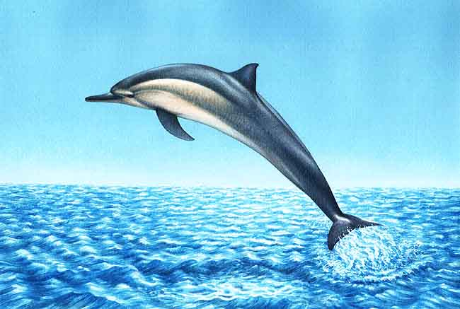 ¿Qué tan rápido puede nadar un delfín?